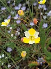 Hesperomecon linearis