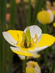 Hesperomecon linearis
