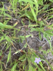 Convolvulus simulans