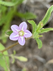 Convolvulus simulans