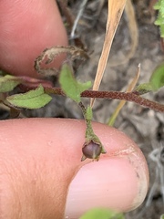 Convolvulus simulans