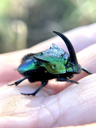 Burrowing Dung Beetles (Genus Phanaeus) · iNaturalist