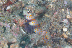 Amblyeleotris guttata