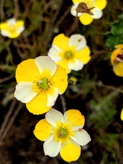 Hesperomecon linearis