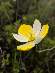 Hesperomecon linearis