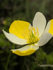 Hesperomecon linearis