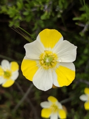 Hesperomecon linearis