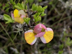 Hesperomecon linearis