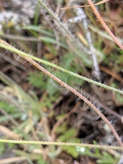 Hesperomecon linearis