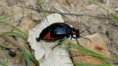 Lytta sublaevis