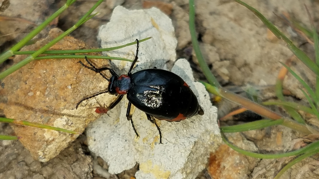 Lytta sublaevis