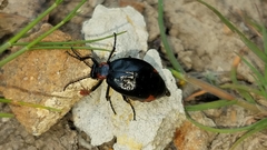 Lytta sublaevis