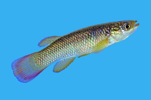 Plains Topminnow