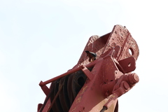 Falco rufigularis image