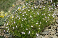 Veronica filifolia