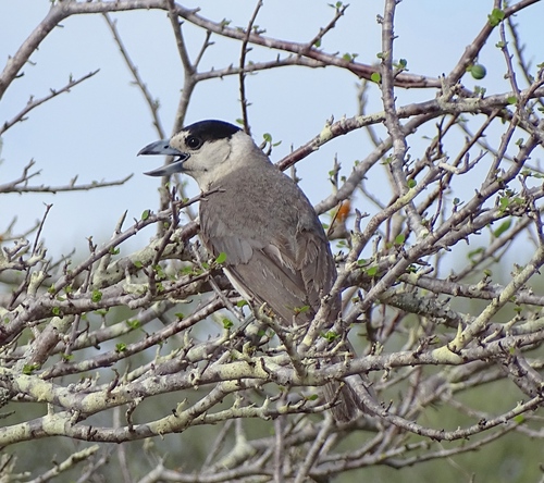 Lafresnaye's Vanga (Xenopirostris xenopirostris), photo 4