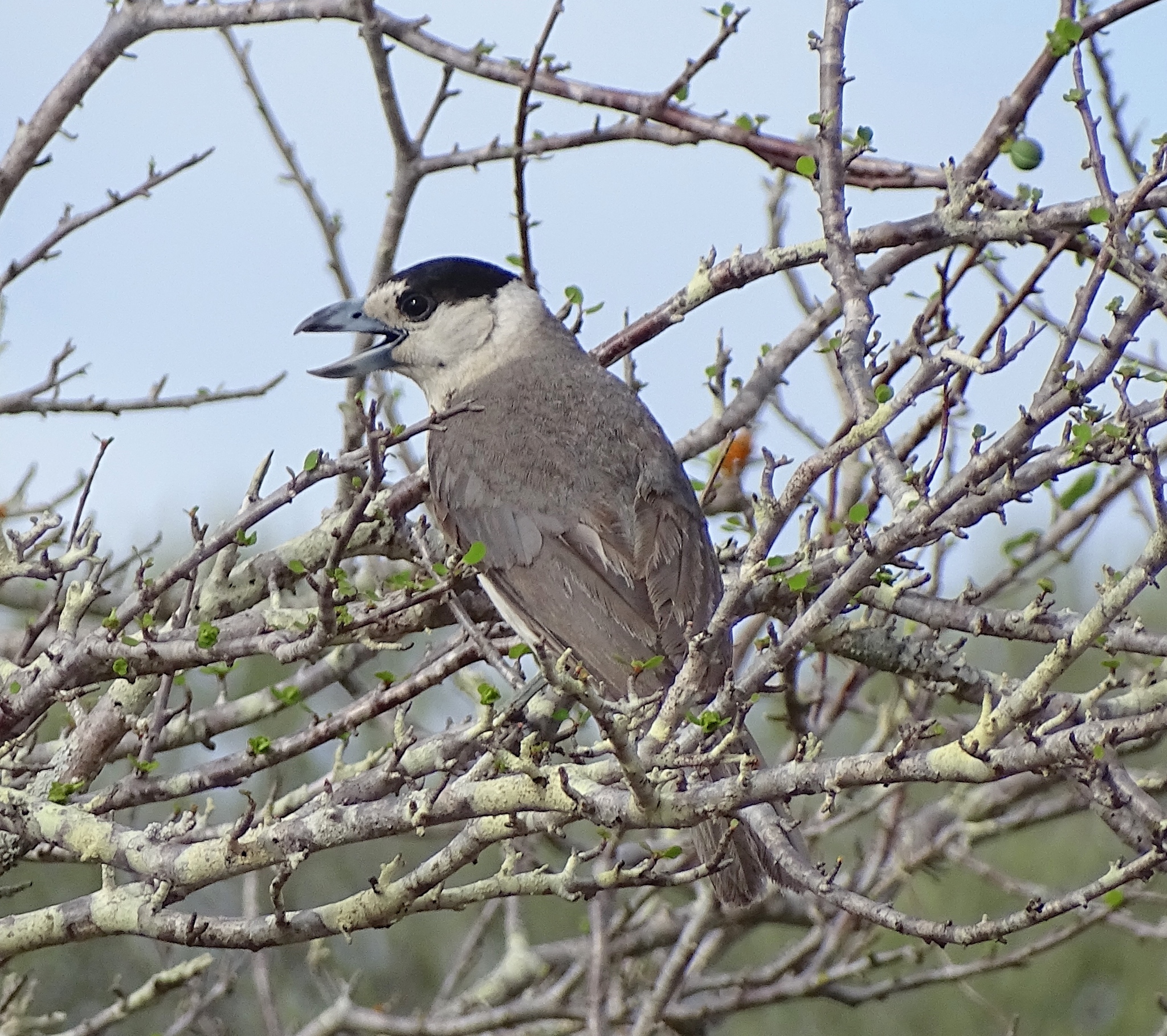 Lafresnaye's Vanga (Xenopirostris xenopirostris), photo 10