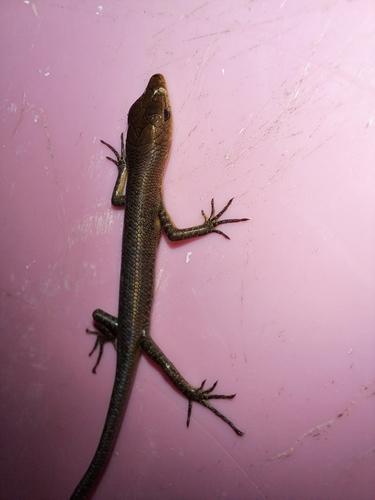 Emoia longicauda observed 2023-12-15