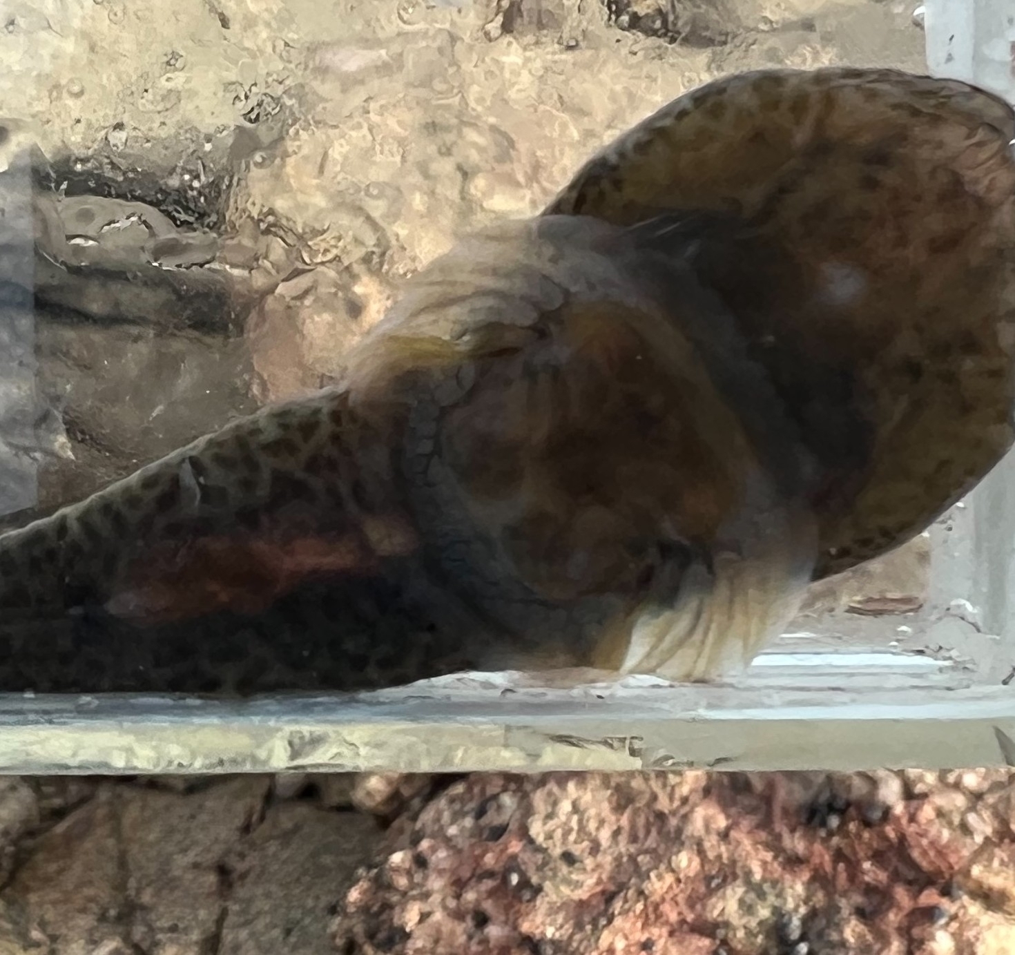 Northern Fraildisc Clingfish photo 2