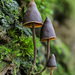Psilocybe heimii - Photo (c) Alan Rockefeller, some rights reserved (CC BY), uploaded by Alan Rockefeller
