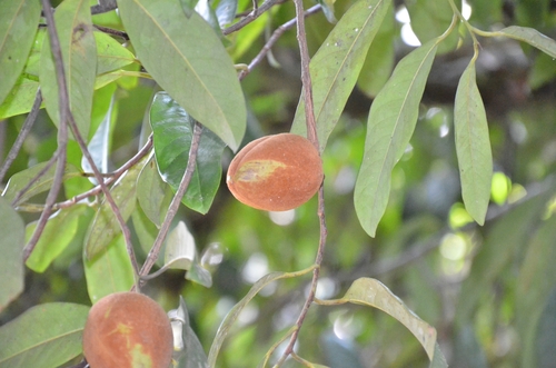 Malabar Nutmeg (Myristica malabarica)