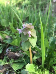 Lamium purpureum purpureum