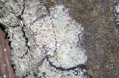 Brigantiaea chrysosticta