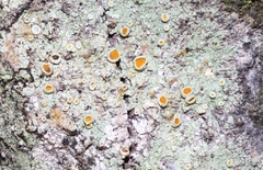 Brigantiaea chrysosticta