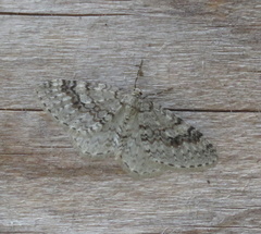 Venusia duodecemlineata