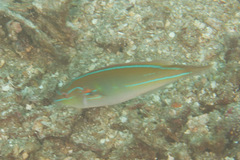 Stethojulis interrupta