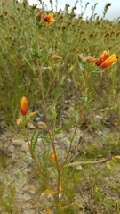 Mentzelia pectinata