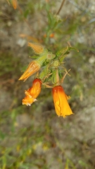 Mentzelia pectinata