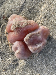 Sea Pork photo 2