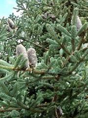 Abies vejarii