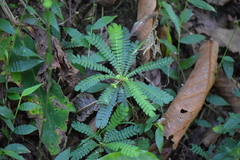 Biophytum dendroides