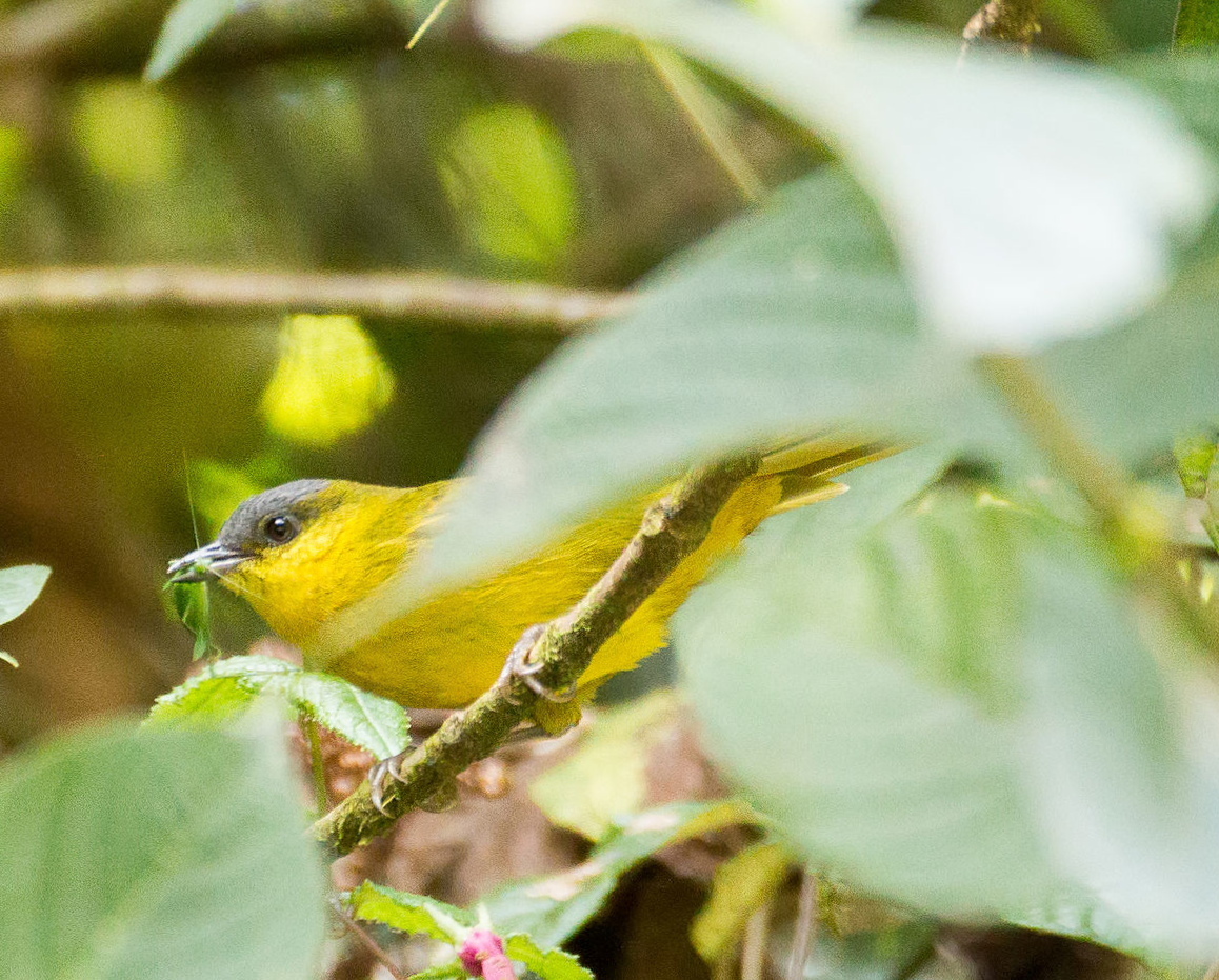 Grey-capped Hemispingus illustration