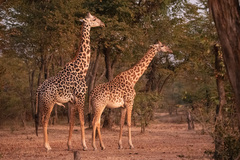 Masai Giraffe photo 2