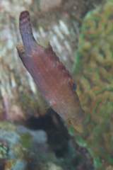 Cheilinus oxycephalus