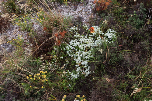 Image of Agathosma imbricata by (c) Tony Rebelo, some rights reserved (CC BY-SA)