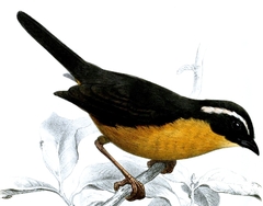 Slaty-Backed Hemispingus photo 1