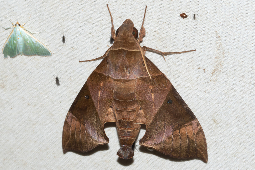 Eurypteryx falcata