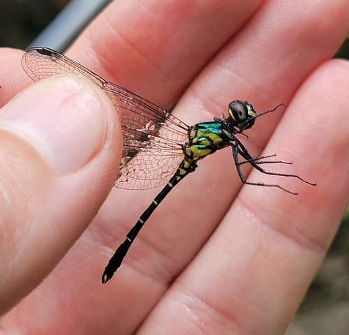 Diplacina smaragdina