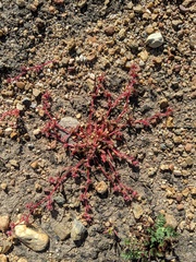 Chorizanthe polygonoides longispina