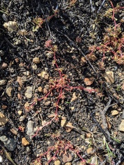 Chorizanthe polygonoides longispina