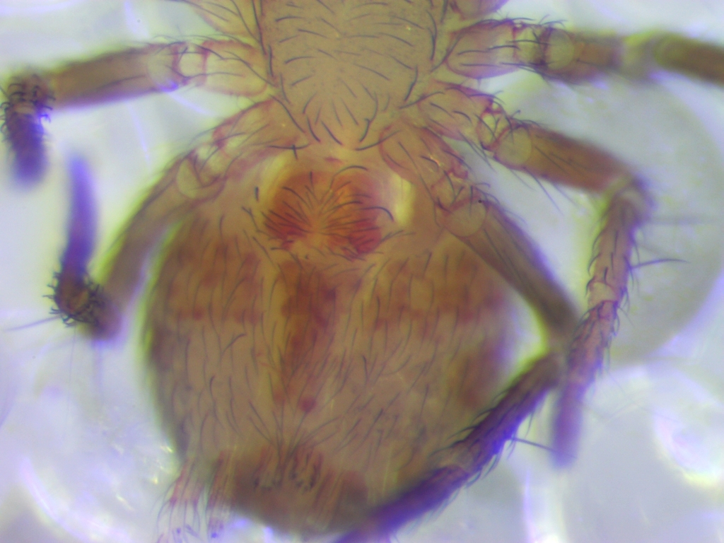 Iberina candida