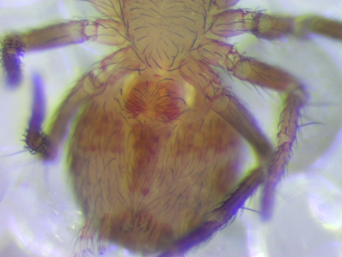 Iberina candida
