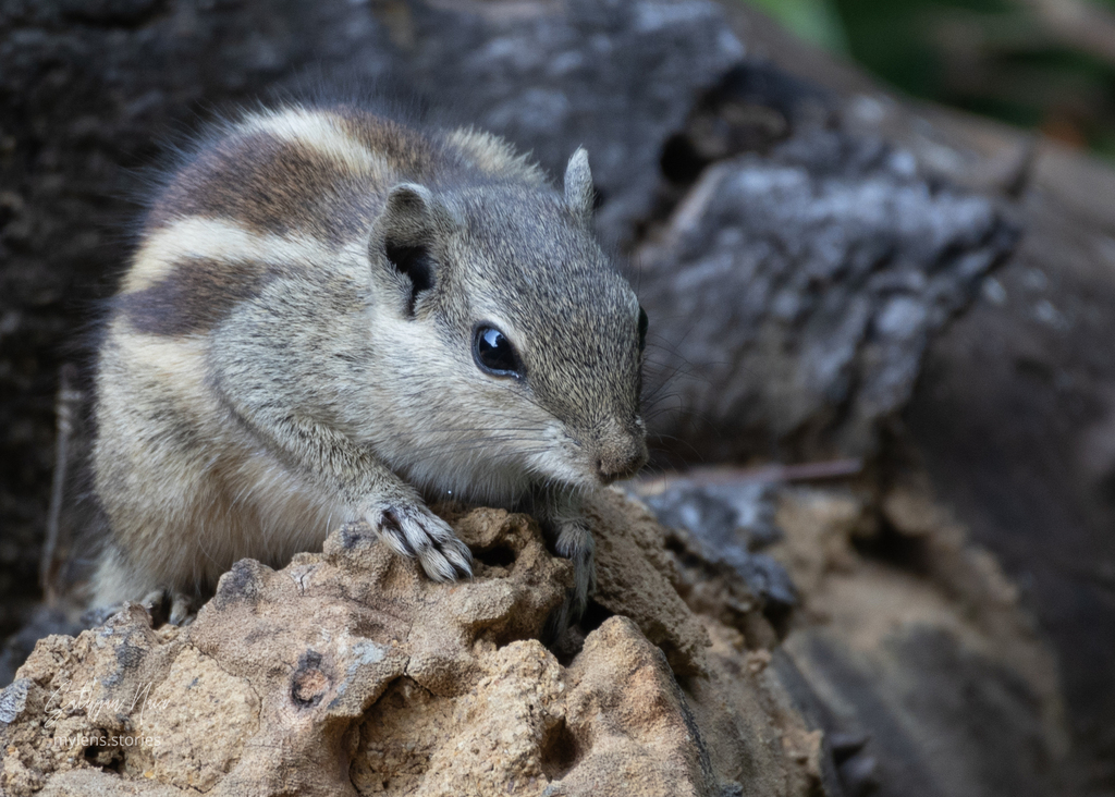 Threestriped Palm Squirrel from Maharashtra Nature Park, Sion Bandra