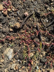 Chorizanthe polygonoides longispina