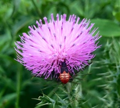 Dysdercus albofasciatus