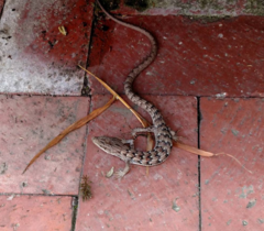 Elgaria multicarinata